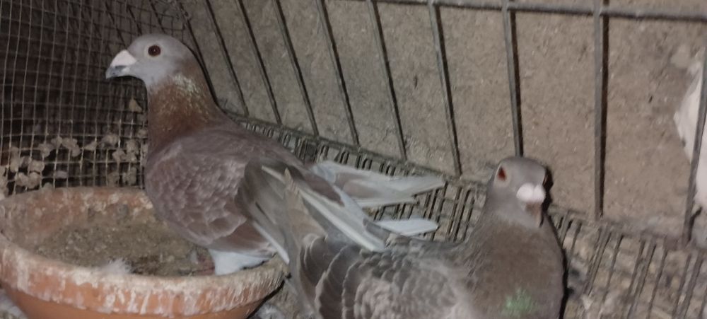 Pombos correios para venda de vários anos e varios  preços