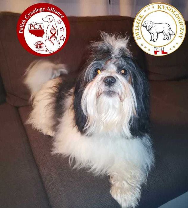 Hawańczyk reproduktor