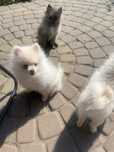 pomeranian szpic miniaturowy szczeniaki