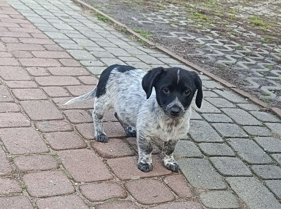 Oddam w dobre ręce pieska