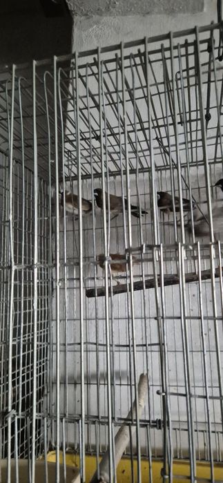 Bengalins  do Japão