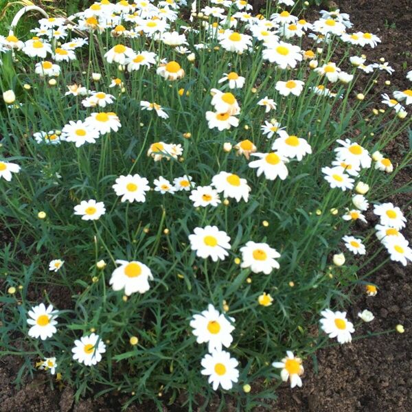 Сирень белая, черемуха, аквилегия 4 цвета, ромашка садовая ранняя