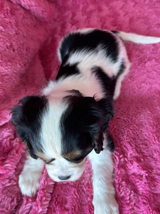 Sunia - Cavalier  King Charles Spaniel