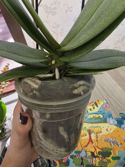 Бузкова орхідея-мультифлора Violet Queen