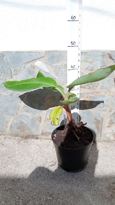 Bananeira vermelha red dacca