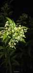 Jaśmin nocny Cestrum nocturnum