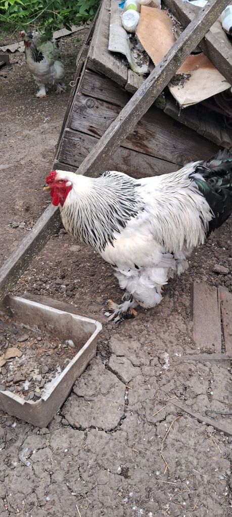Продаються півні або сім'я курей брама
