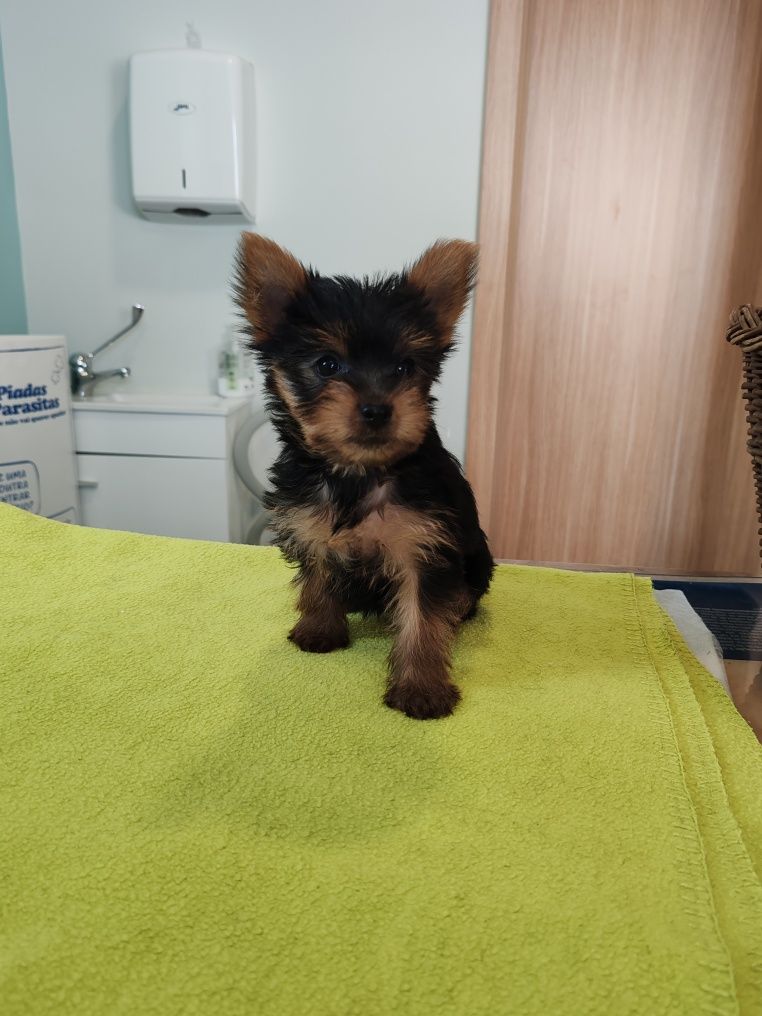 Yorkshire Terrier Macho