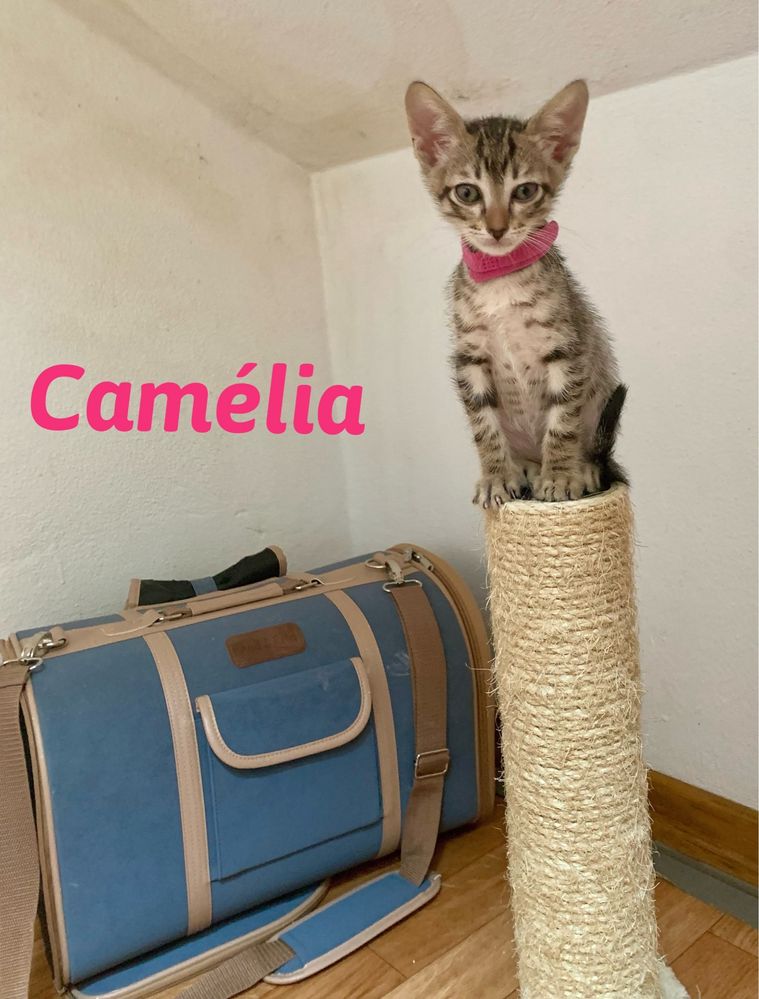 Gatinhos para adoção