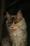 Sabrina niebieska szylkretka z bielą Maine Coon