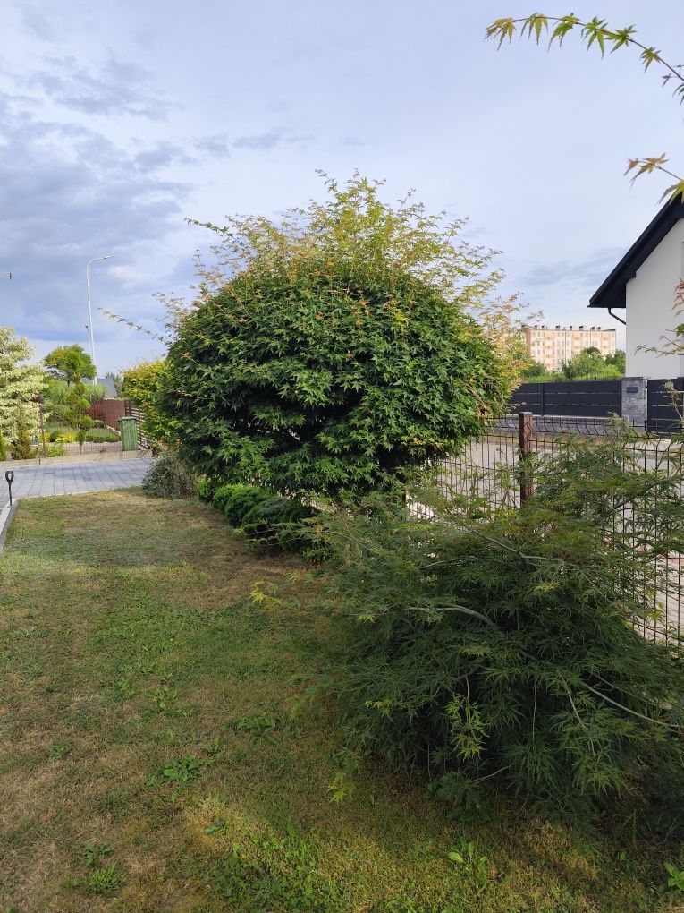 Witam sprzedam drzewko Acer