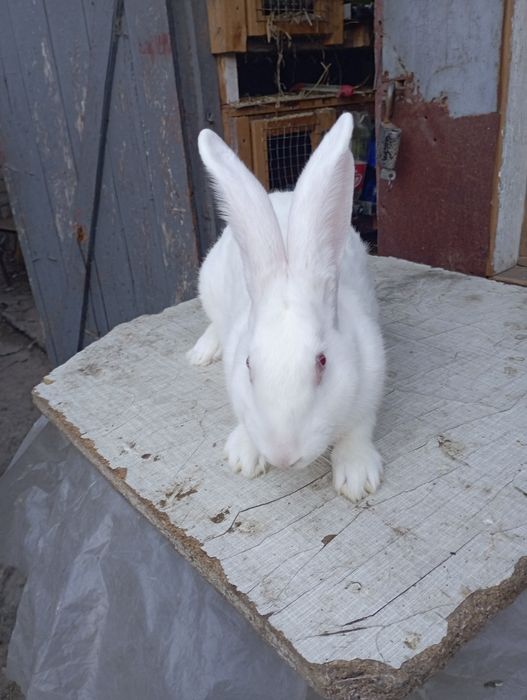 Кролики самцы рабочие Термоны.