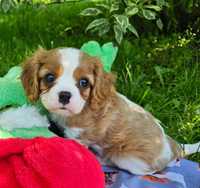 Cavalier King Charles Spaniel szczeniak