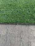 Trawa z rolki (barenbrug, sport, ogród, grass)