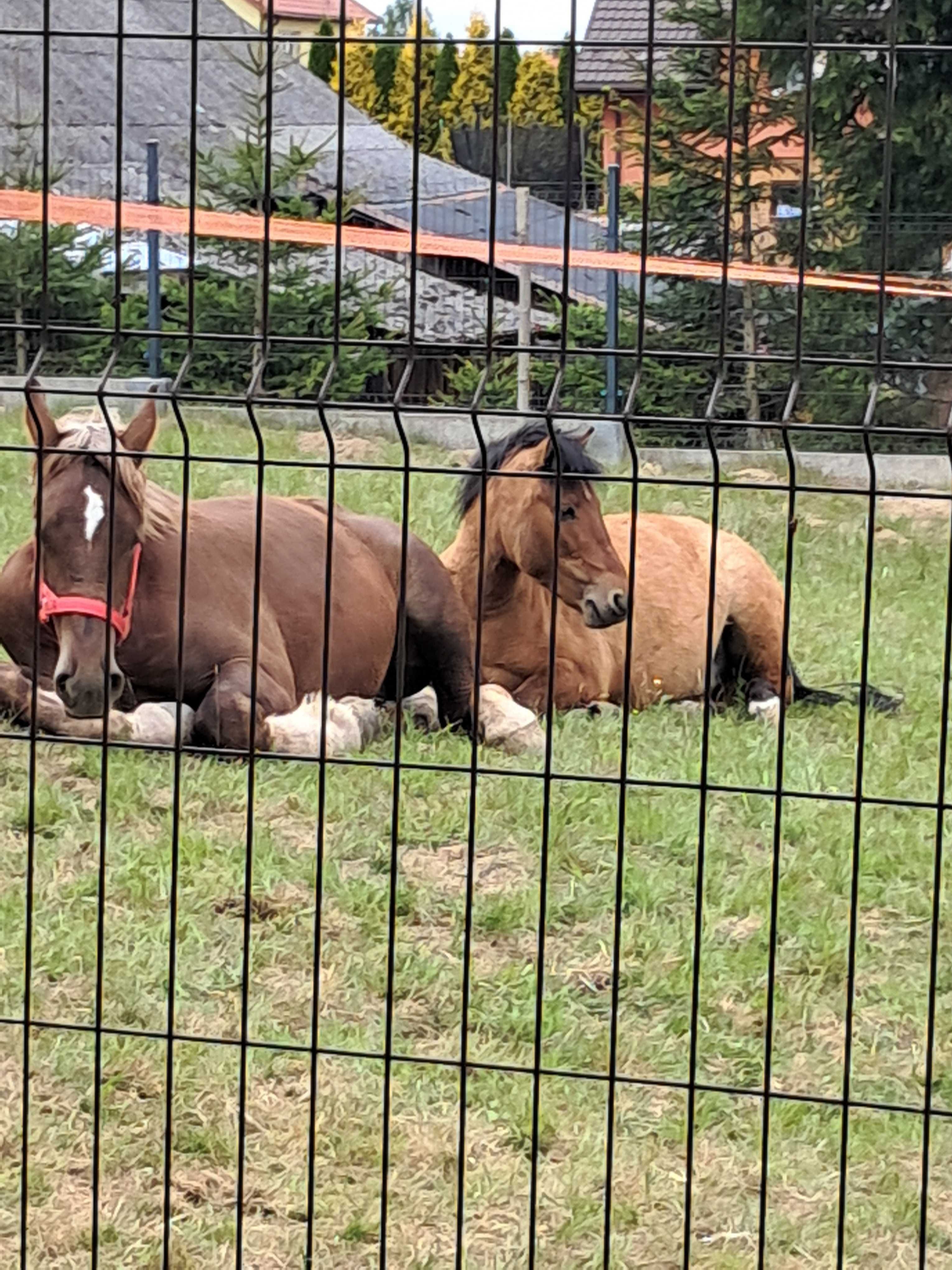Sprzedam konie huculski i zimnokrwisty