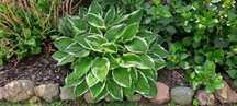 Funkia, funkie, hosta rosliny ogrodowe kilka odmian
