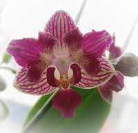 Орхидея пелорик-бабочка
