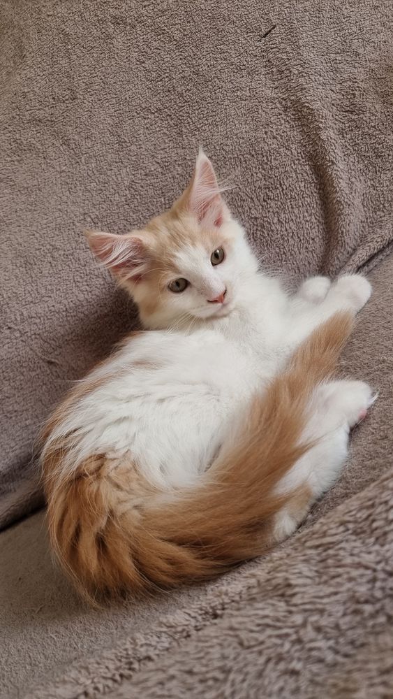 Maine Coon Macho LOP