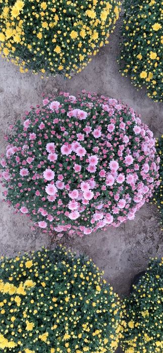 Chryzantemy drobnokwiatowe