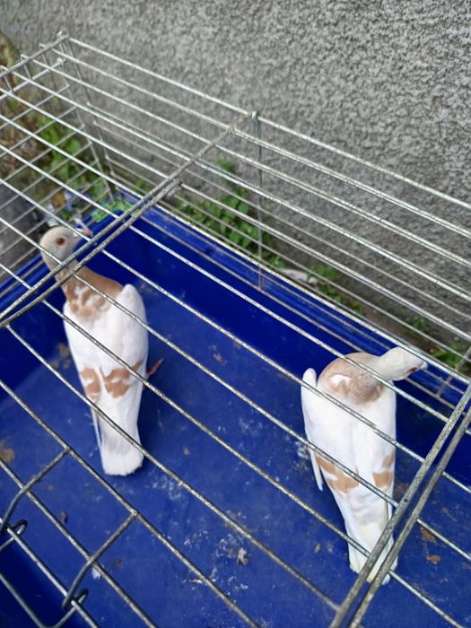 Sprzedam gołębie pocztowe DV ,PL ,2 sztuki MOŻLIWOŚĆ WYSYŁKI