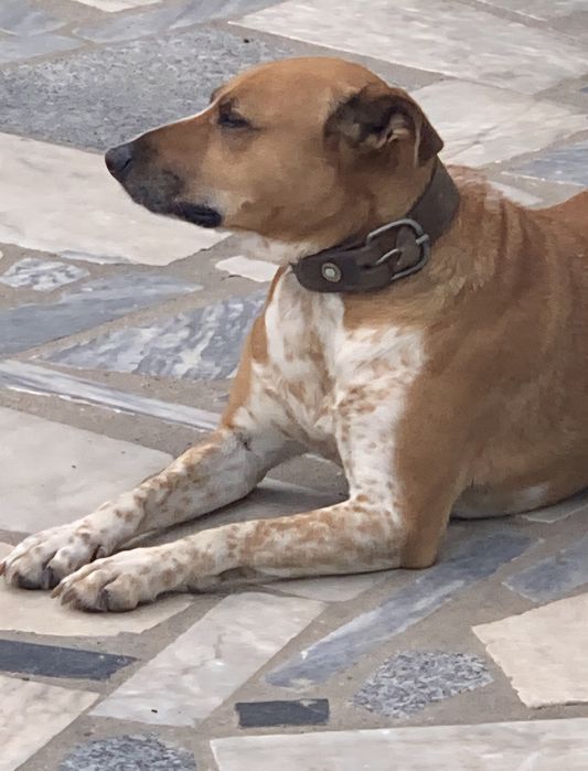 Doa-se esta linda e amorosa cadela