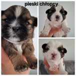 Piękny piesek shih tzu do rezerwacji same chłopaki dostępne
