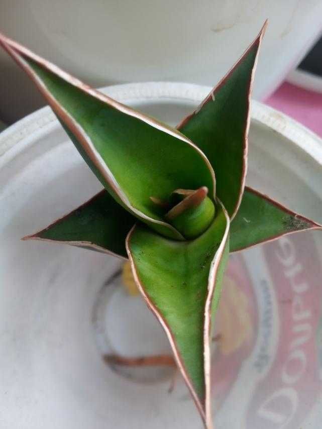 сансевиерия пингвикула  Sansevieria Pinguicula