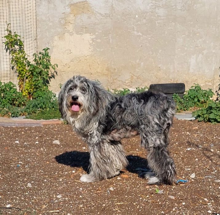 Бесплатно отдам дудля