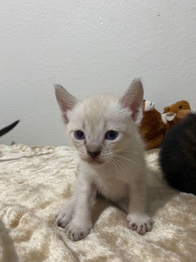 Gatinho para dar