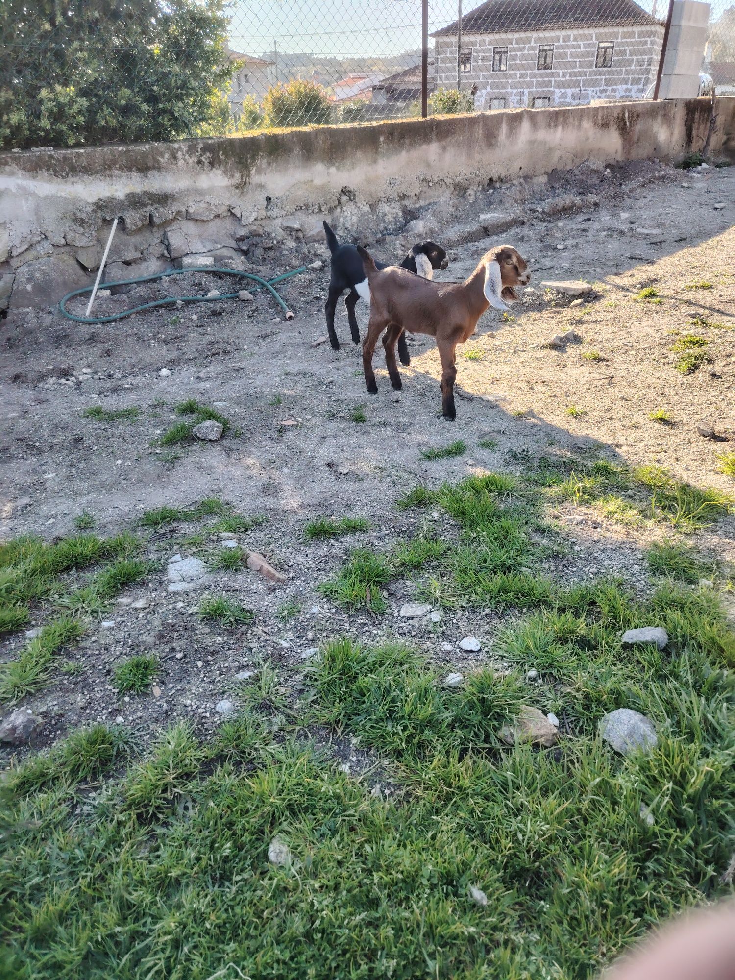 Cabras anglonobianas