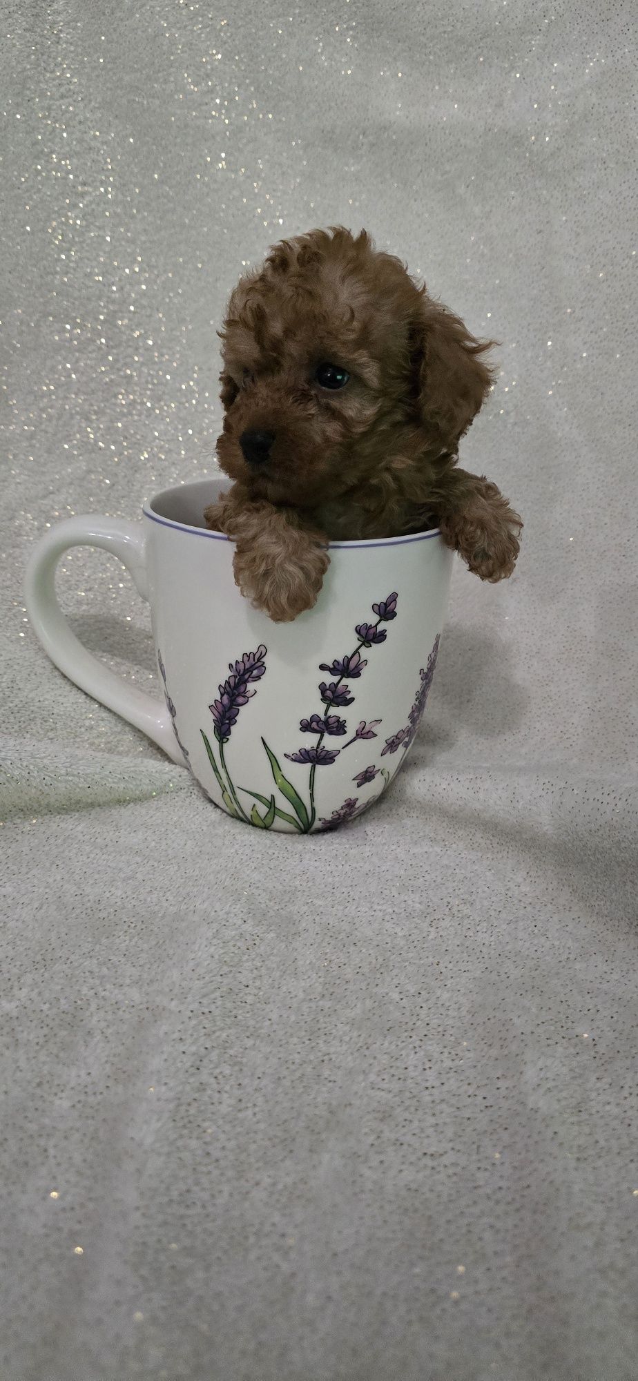 Maltipoo mini chłopczyk do odbioru