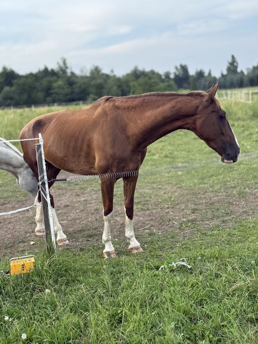 Koń Klacz Kwpn 6lat