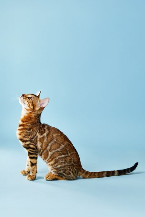 Бенгал, бенгальське кошеня