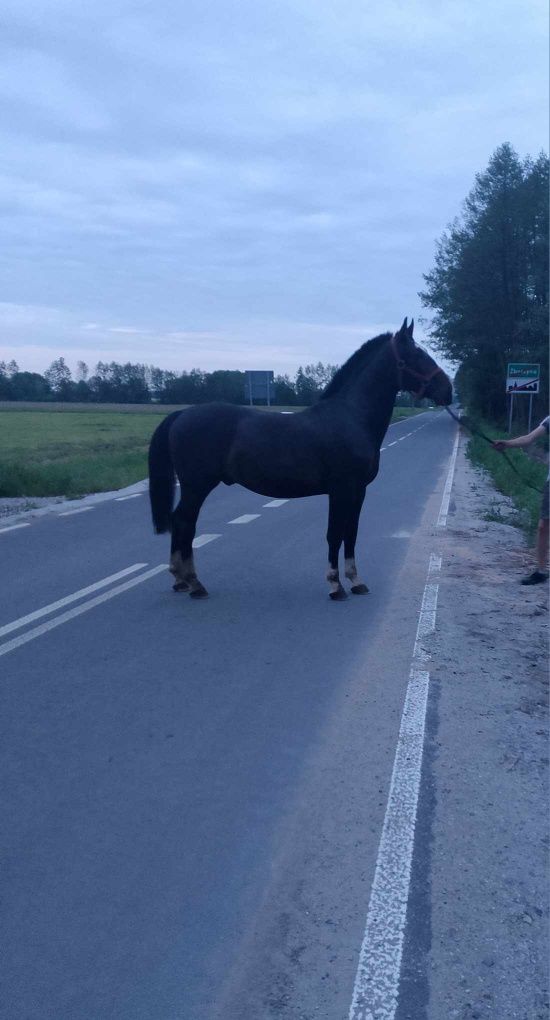 Ogierek ogier  śląski