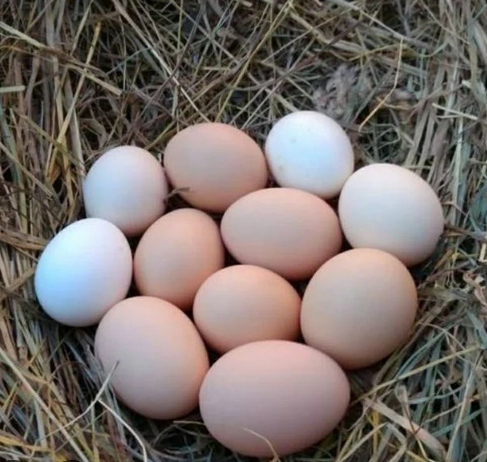 Jajka jaja jaja naturalne jajka jaja naturalne jajka ekologiczne
