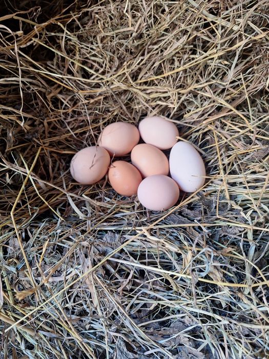 Świeże jajka kurze