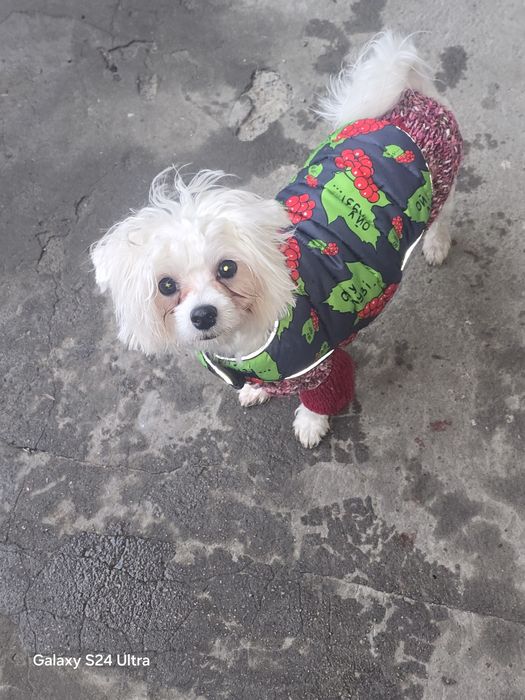 Продам цуценя мальтійська болонка