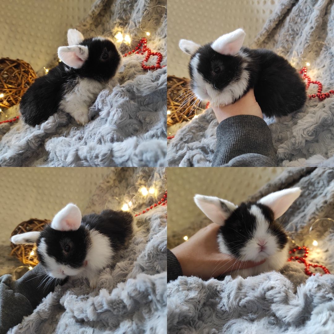 Mini Lop Króliczki Czystej Rasy z WYPRAWKĄ I KSIĄŻECZKĄ ZDROWIA