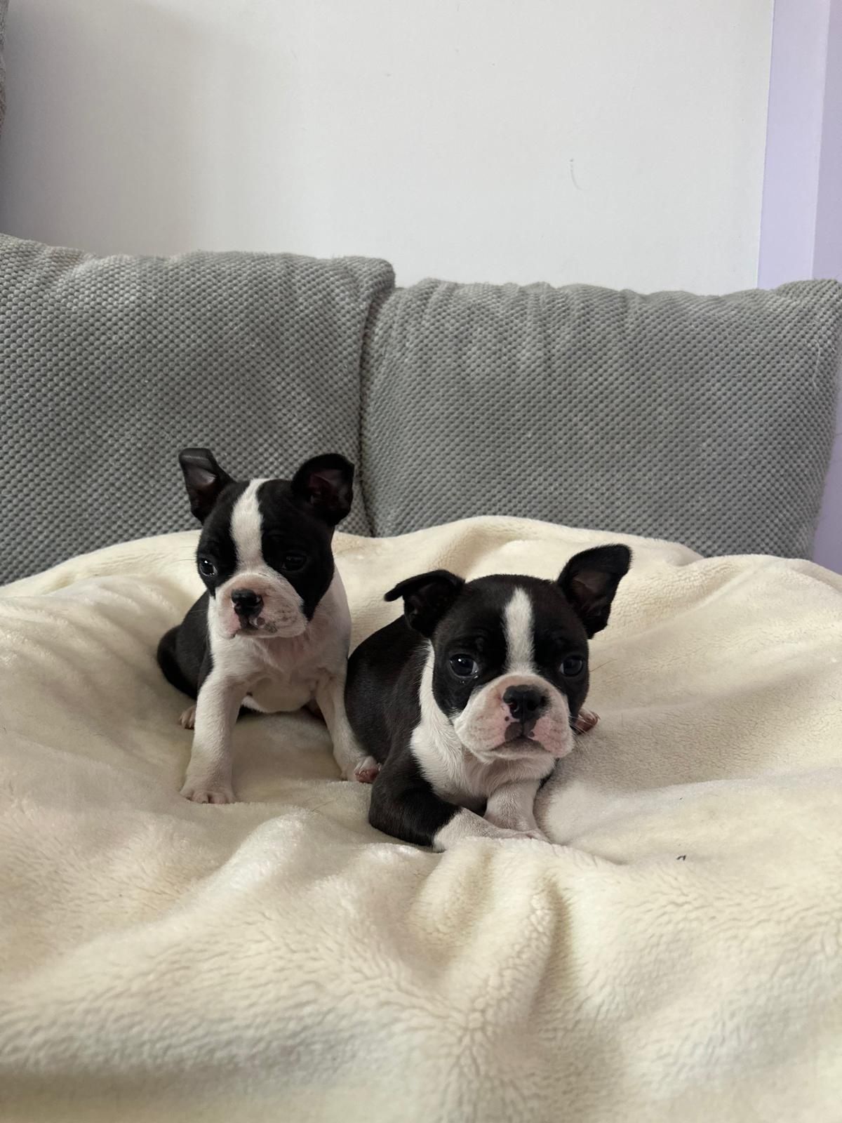 Boston terrier suczka