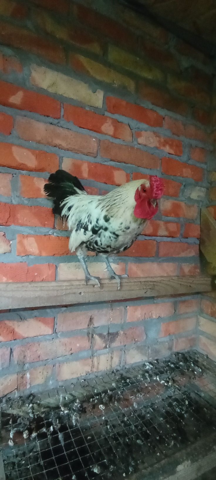 Продаю курей бентамок