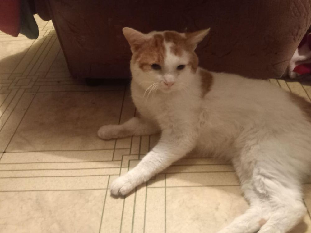 Kociaki do adopcji