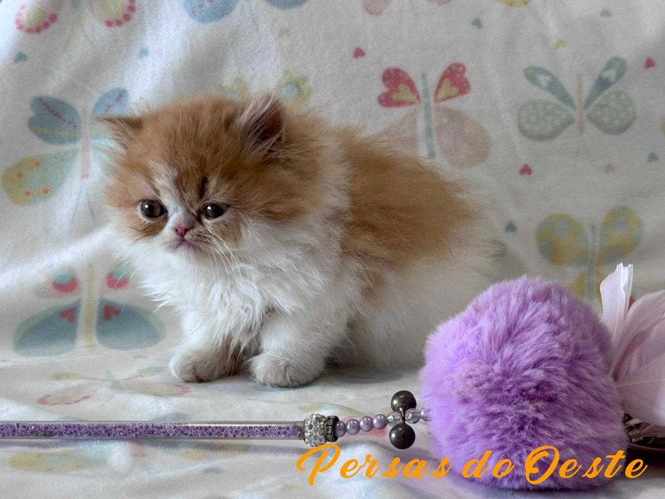 GATO PERSA Bicolor vermelho