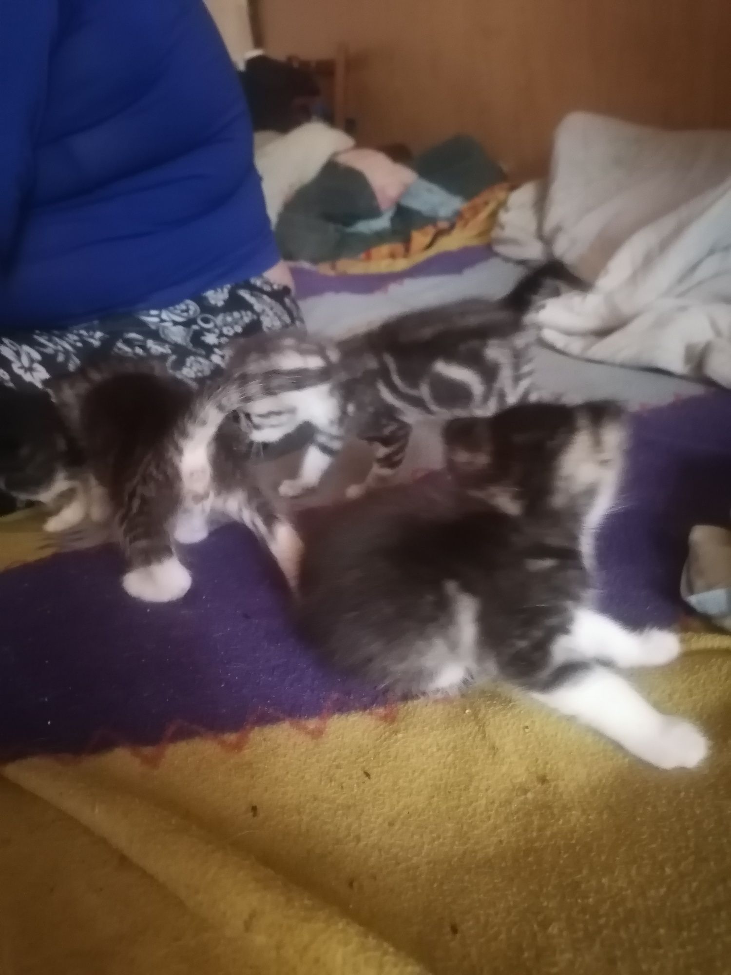 Отдам котят в хорошие руки
