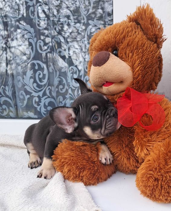 Шоколадна дівчинка.