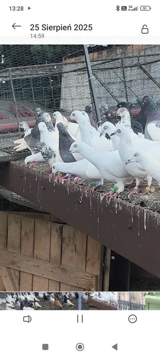 Sprzedam jasne gołębie