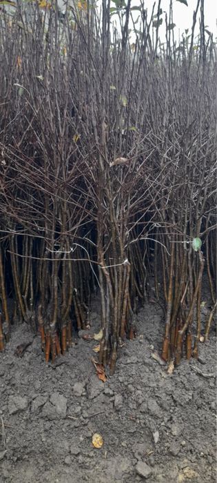 Drzewka owocowe golden gala jeronimo