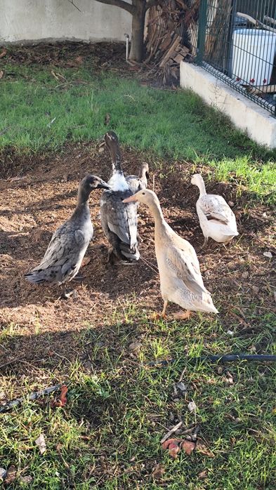 Bando de patos corredores