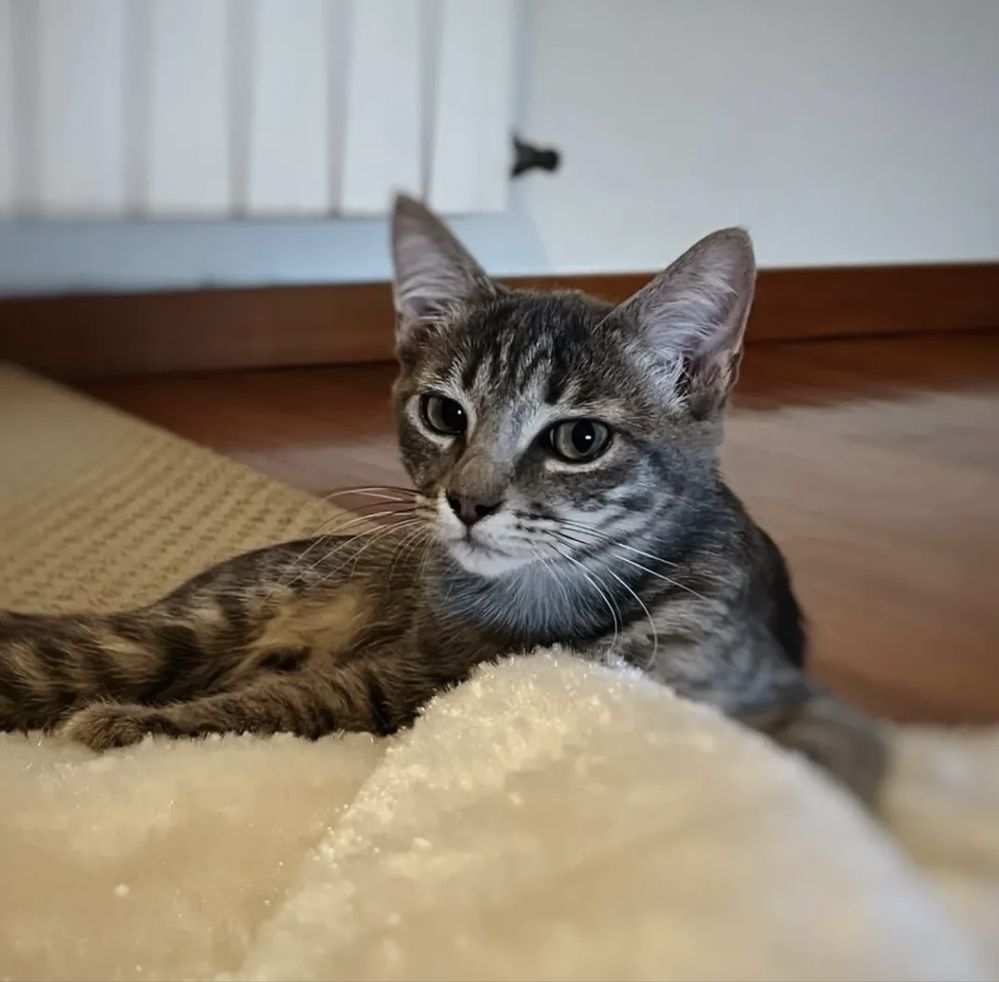 Gatinho com 4 meses para adoção resposável