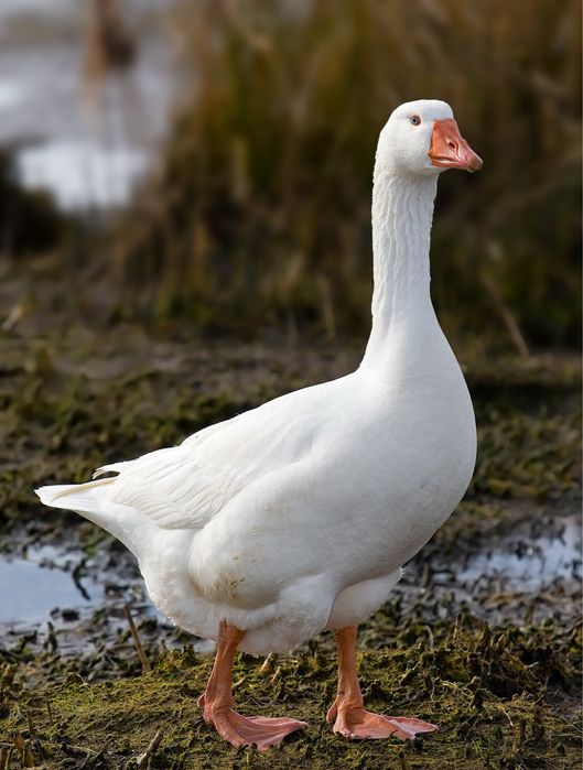 Gęś żywa sprzedam