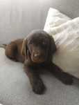 Labrador retriever